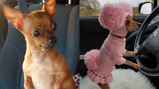 Chihuahua Is A Savage  Funniest Chihuahua Videos 1  Pets Theater [upl. by Naerol592]