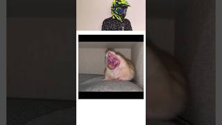 How Animals Yawn 🥱🥱shortsfeed shorts animals trending [upl. by Inad]