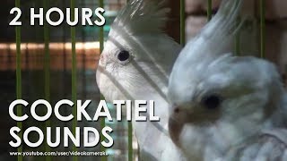 WHITE FACED COCKATIEL SOUNDS HQ Audio  Male amp Female Cockatiels [upl. by Asaph]