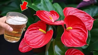 Just 1 Cup Flowerless Anthurium Suddenly Blooms Thousands Of Beautiful Flowers [upl. by Glory578]