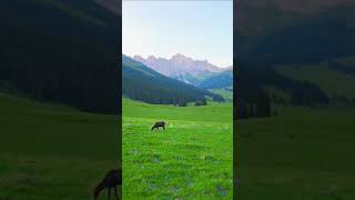 Grassland Landscape Mountain view Switzerland [upl. by Adnalay]