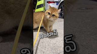 Thintaav shorts ytfunny animalfundub funnycomedy ytshorts [upl. by Dahsar202]