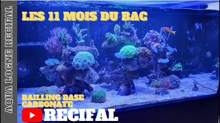 Aquarium RECIFAL Les 11 Mois Passage Bailling Base Carbonate [upl. by Tiana841]