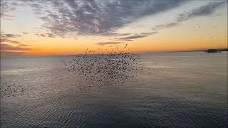 Starling Murmurations  Brighton Palace Pier featuring seagull attack [upl. by Htessil]