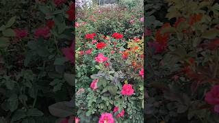 All double colour Rose plant collection🌹🪴💐🌷🌺🥀🍁🌴🌳🌲🌿🌾 [upl. by Annuhsal691]