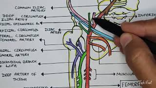 Femoral Artery amp its branches  External Iliac Artery  Easy explanation in Hindi [upl. by Peppel]