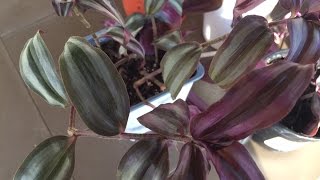 How to Propagate Tradescantia Zebrina  Purple Variety [upl. by Krigsman453]