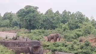 Ranchi Forest Division सूरसु गांव के आसपास दिखा नर हाथी। be careful  Very Dangerous Elephant [upl. by Kaila]