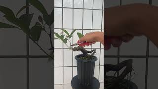 FICUS MICROCARPA bonsai bonsaitree bonsaiinspirasi [upl. by Natanoy]