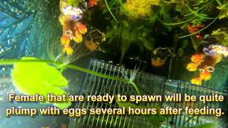 HOW DO YOU BREED BLACK NEON TETRAS [upl. by Hurlbut]