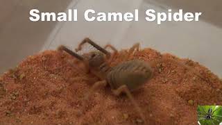 Small Arizona Camel Spider Solifugae [upl. by Vahe]