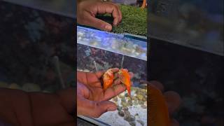 Eligator gar Feeding Goldfish🔥🔥viralreels viralshorts aquarium monsterfish fish aligatorfish [upl. by Geordie]