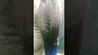 Long hair girls💓haircare hairlength youtubeshorts longhairgrowthtips [upl. by Annagroeg]