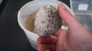 Vinegar Etching Petoskey Stones [upl. by Shayne]