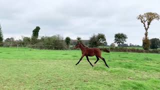 Cheval à vendre  Othello du serein par Hitchcock Bois Margot  equirodicom [upl. by Inahpit]