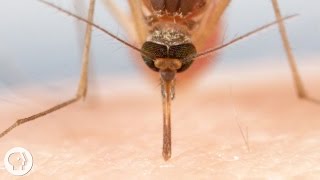 How Mosquitoes Use Six Needles to Suck Your Blood  Deep Look [upl. by Ardnuat]