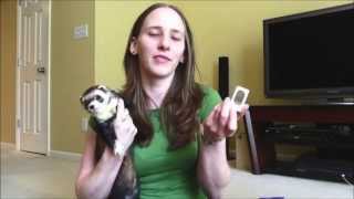 Ferret Training 102 Ferret trick  rollover [upl. by Franni699]