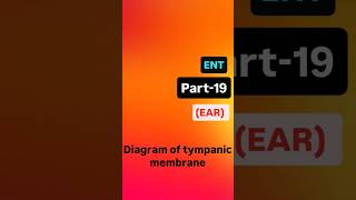 diagram of tympanic membrane tympanicmembraneperforation tympanum neet medical ent neetpg [upl. by Neve]