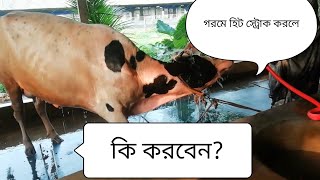 Heat Stroke Management of Cow [upl. by Lebezej]