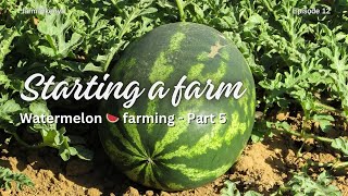 Watermelon 🍉 Farming in Makueni Part 5  Episode 12 [upl. by Milzie]