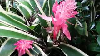 Bromeliad Plant  Bromeliad Neoregelia  with green white leaves [upl. by Rudy]