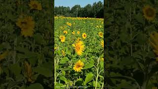 tamil finland motivation sunflower [upl. by Ahsak]