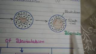 BlastulationTypes of Blastulation [upl. by Stanleigh]