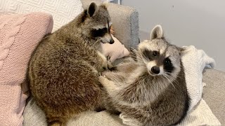 Pet Raccoons become Best Friends [upl. by Wilbert]