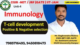 Tcell development  Positive amp Negative Selection  Bcell development  Immunology  L16 [upl. by Macmahon]