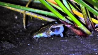 Ranita Piadora Leptodactylus latinasus cantando cerca de su cueva bajo un Eleocharis [upl. by Faso]