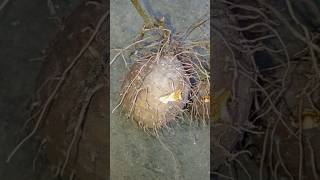 Dioscorea bulbiferagardening nature youtube 1k garden shortsfeed shorts subscribe [upl. by Phelgon]