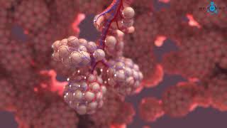 Alveoli 3D Medical Animation [upl. by Keppel254]