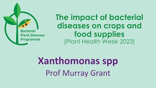 Xanthomonas spp and diseases of bananas brassicas strawberries and maize [upl. by Lisetta]