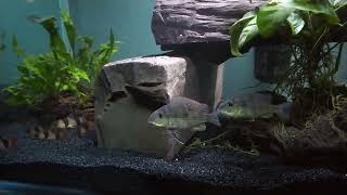 Geophagus Tapajos Electric blue Acara Keyhole cichlids Clown Loach and a Severum [upl. by Landon]