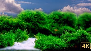 White Sand and Moss [upl. by Accever]