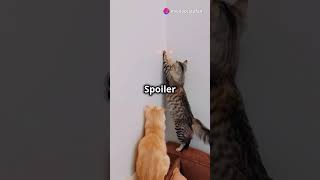 Cats vs Laser Pointer [upl. by Abdulla]