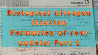 Root Nodule Formation Part 1 [upl. by Lebna]