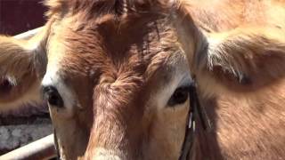 FARM ANIMALS amp THEIR SOUNDS Part 4 Babies Toddlers Preschool  Childrens Educational Video [upl. by Hollander981]