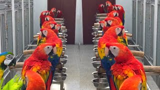 Biggest Parrot Aviary Macaw Parrot Farm In Australia amp America  Afrecan Love Birds Aviary Ringneck [upl. by Jarus915]