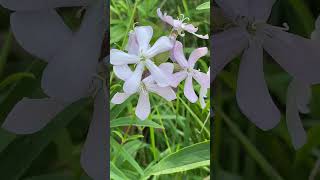 Мильнянка лікарська Saponaria officinalis або собаче мило nature [upl. by Ahsemat512]