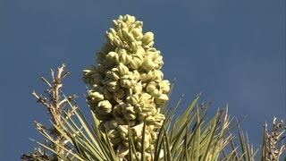 Historic Joshua Tree Bloom Whats the Cause [upl. by Raskin]