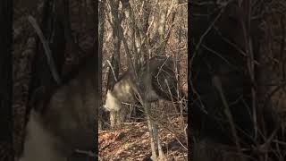 Japanese forest goat Capricornis crispus [upl. by Kreager]