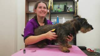 Handstripping a wirehaired dachshund [upl. by Hannavas]