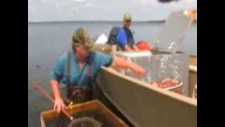 Spottail Shiners Live Bait Trapping In Minnesota Waters [upl. by Aytida650]