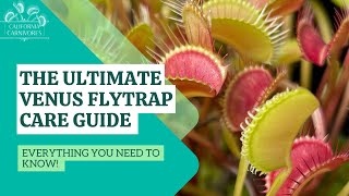 Ultimate Venus Flytrap Care Guide [upl. by Yornoc]