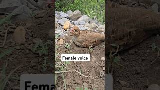 Dakhni Female voice  shorts viral pets nature [upl. by Mcgannon]