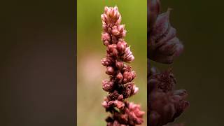 best macro photography pics videos [upl. by Booth]