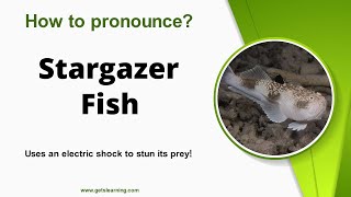 How to say Stargazer Fish in English correctly [upl. by Kalindi]