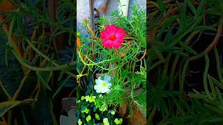 portulaca sutera bombay [upl. by Jewett]