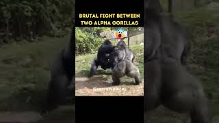 Epic Battle Gorilla Fights Gorilla shorts [upl. by Tavia401]